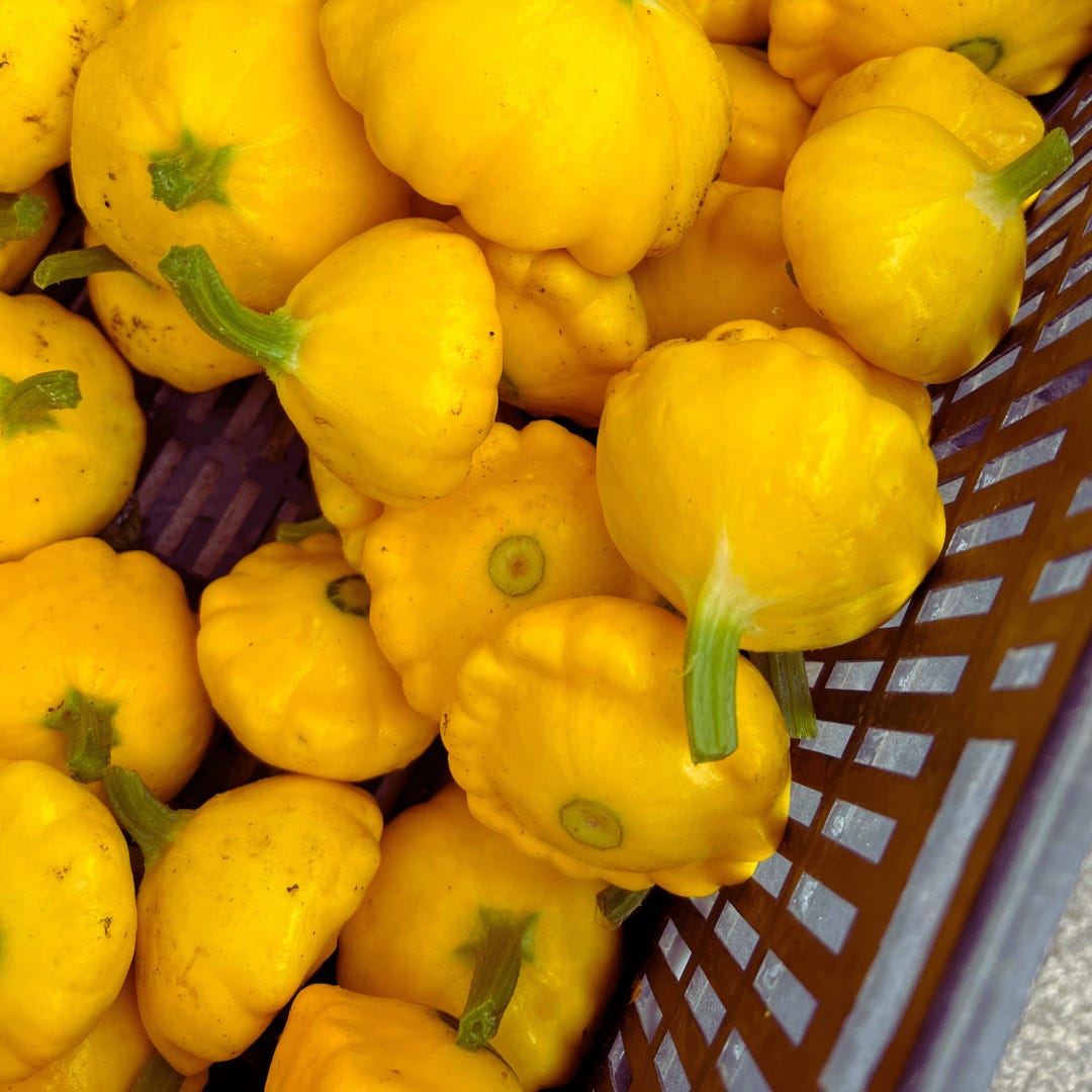 bin of small yellow squash