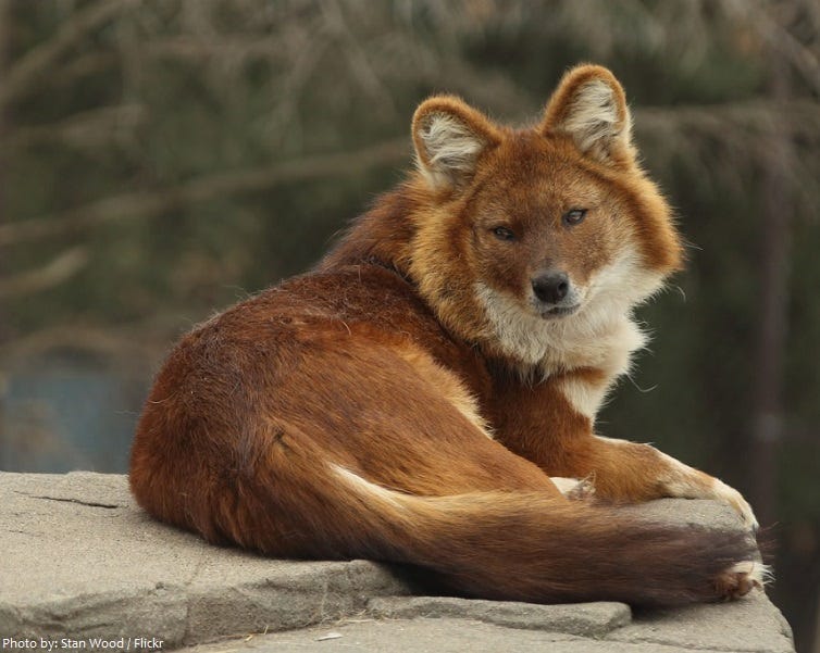 Interesting facts about dholes | Just Fun Facts