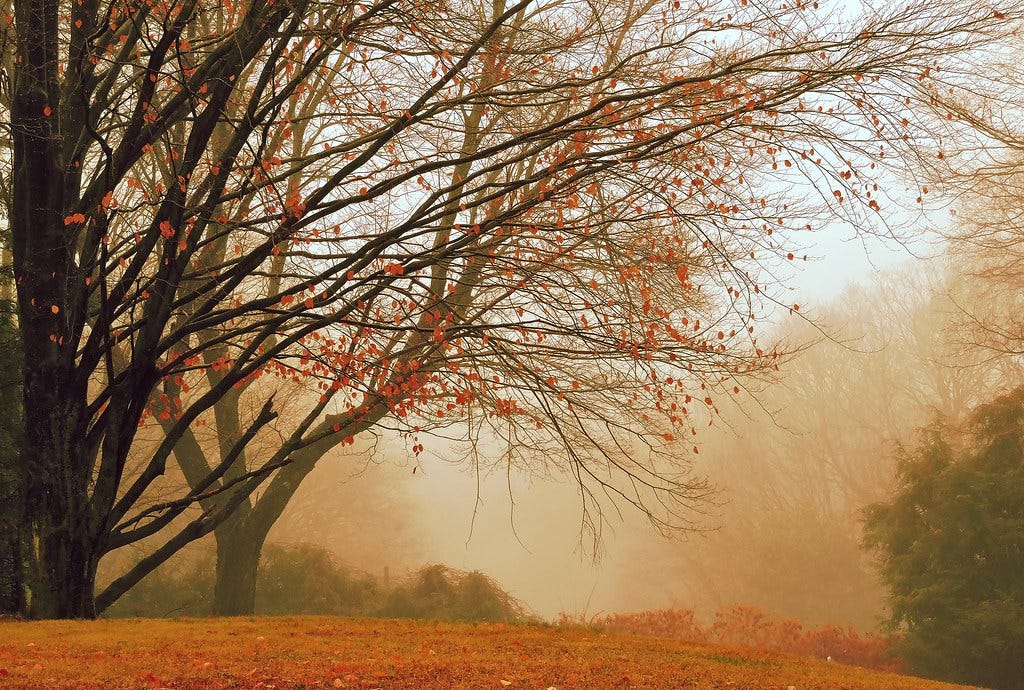 Autumn's Wistful Wind | "The falling leaves drift by the win… | Flickr