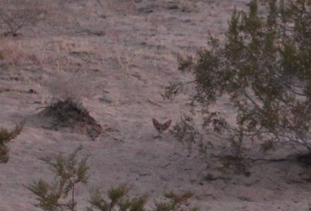 Desert kit fox pokes its head up just up out of a birrow in the Mojave Desert.