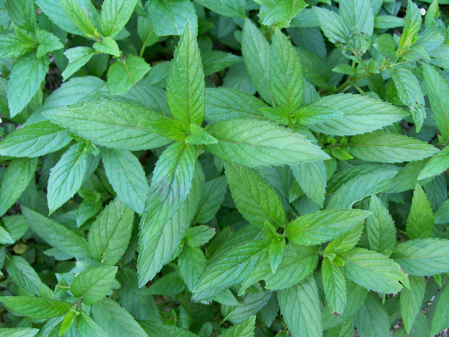 Chocolate peppermint plant