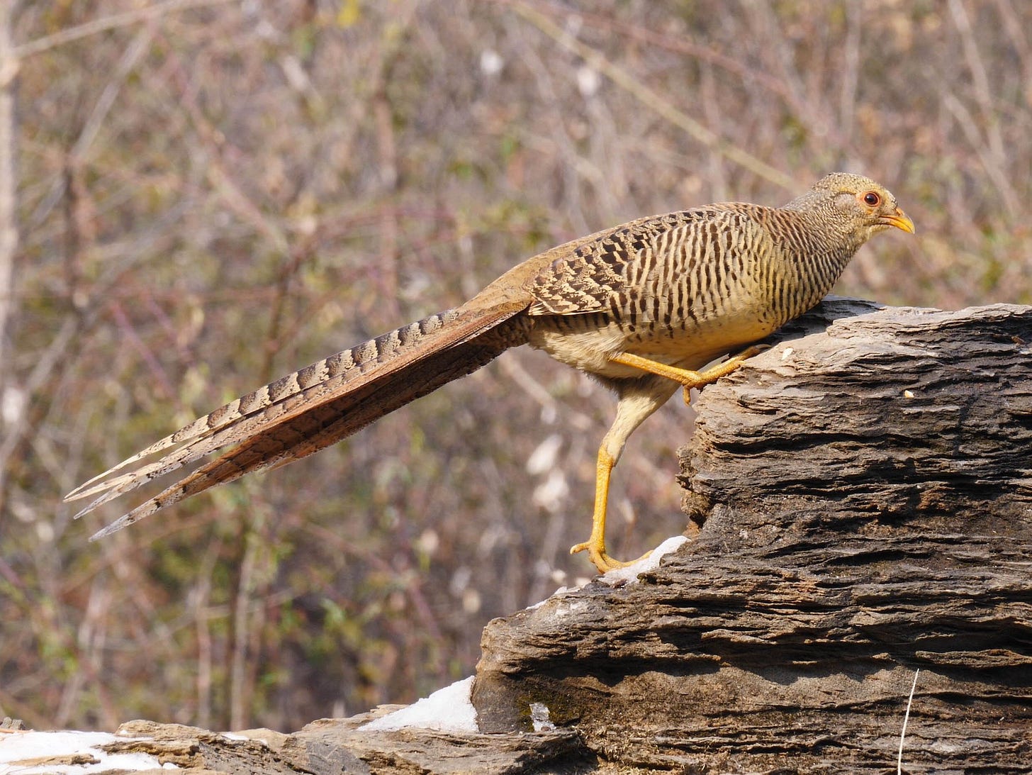 Golden Pheasant - eBird