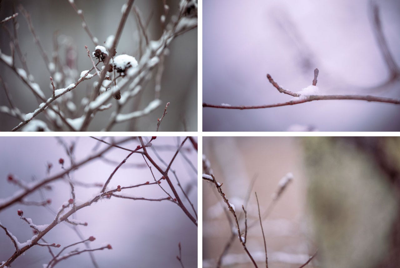 Four images. Top left: a closeup of snow-covered twigs in a bush, the background a faded, soft blur of gray. Dark, dried bits of leaves twirl into the shape of a rose. Top right: a single twig in pinkish-purple light, holding a tiny pile of snow in its fork. Bottom left: out-of-focus twigs in bluish-pink light. Snow runs along the tops of the twigs. A tiny piece of fluffy seed or pollen is in focus, tucked in the bend of one of the twigs. Bottom right: a lichen-covered tree is out of focus in the background, suffused in dark peach light. Twigs to the left carry bits of snow.