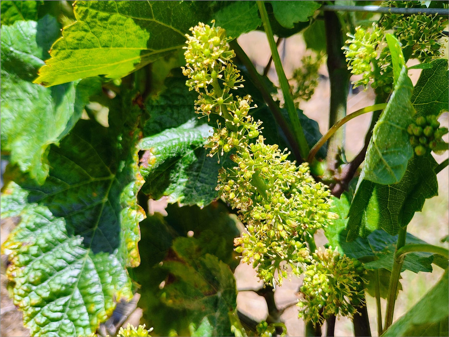 Wadenswil Clone Pinot Noir flowers Vintage 2024.