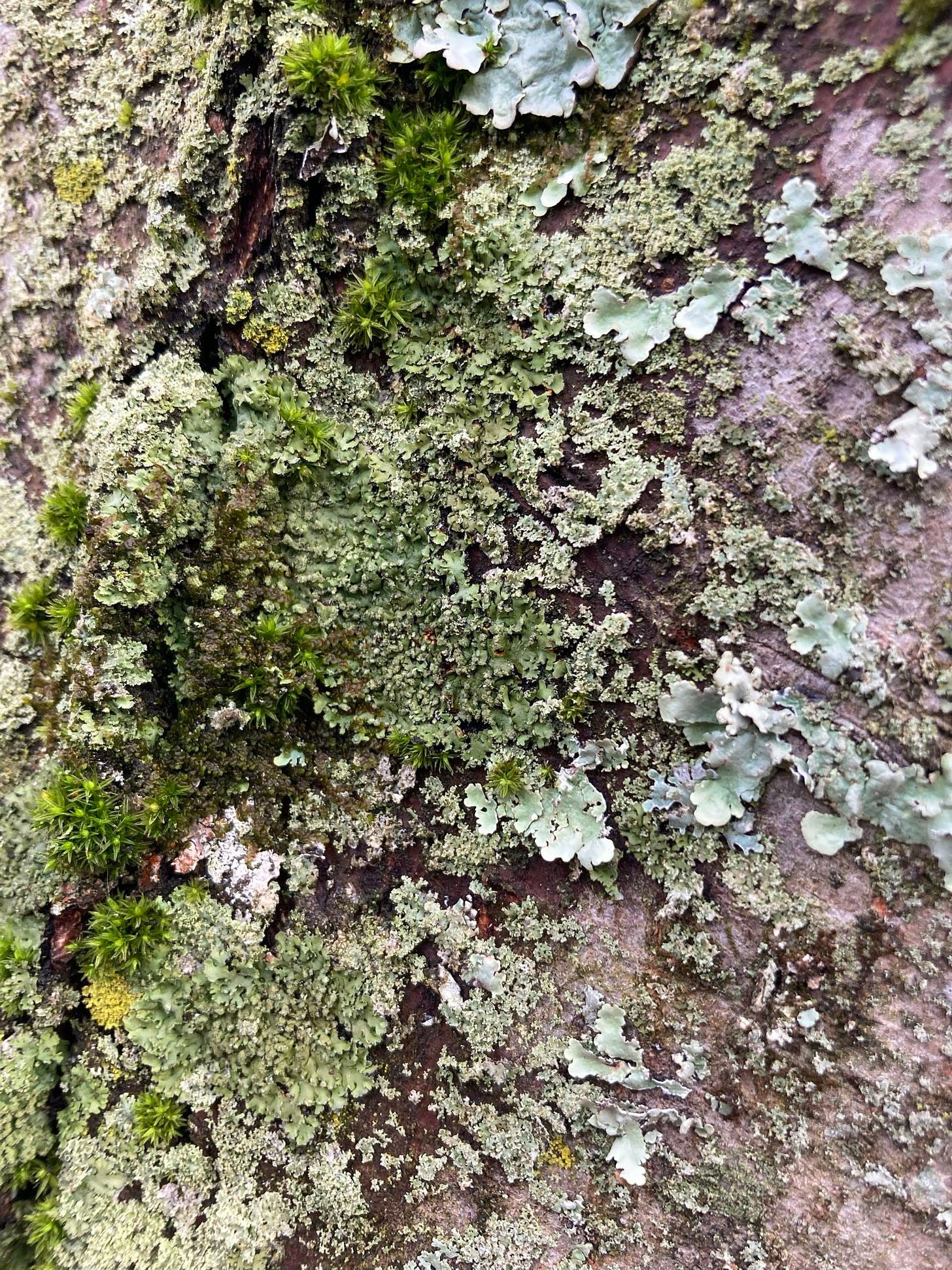 lichen and moss