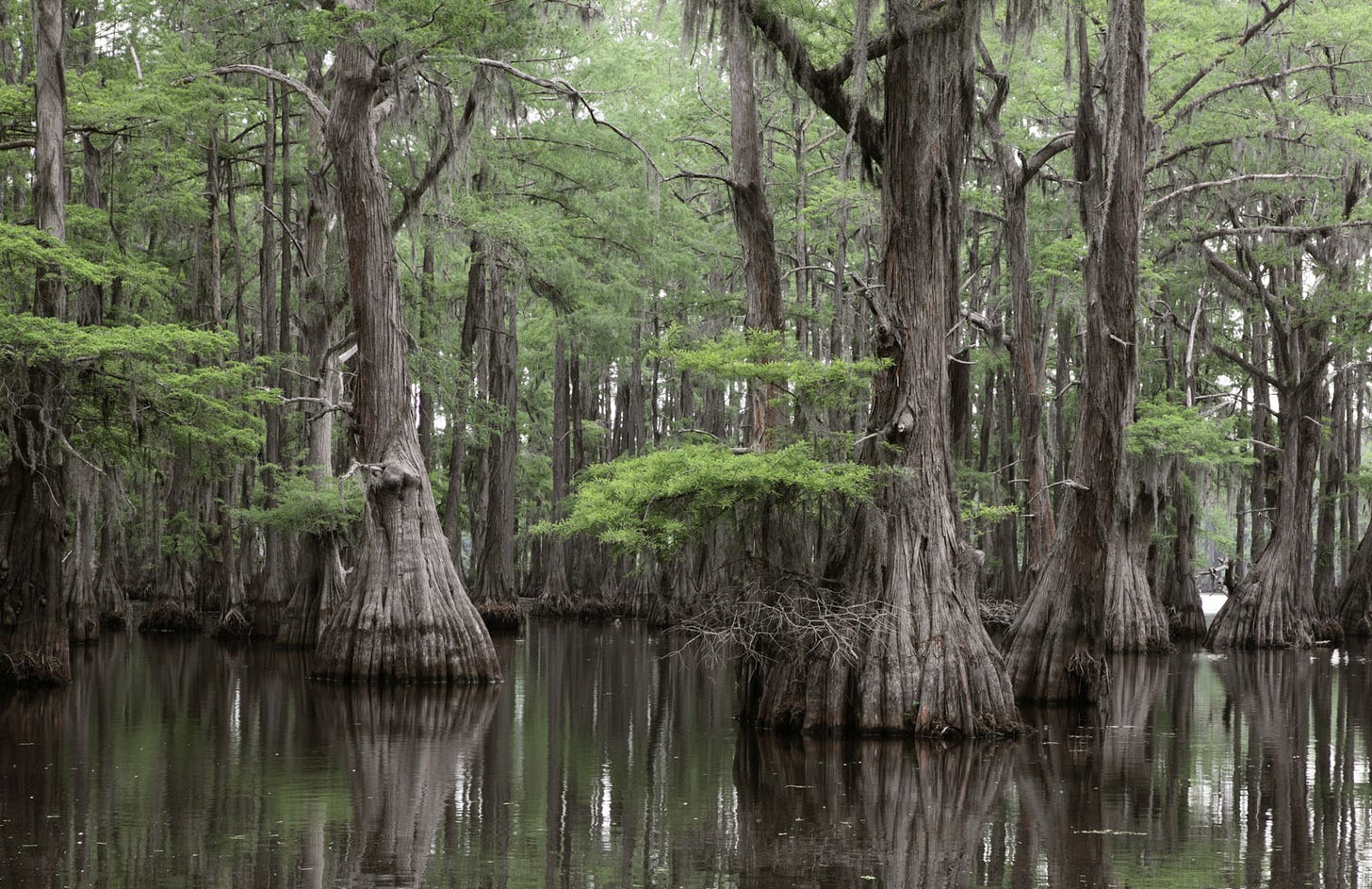 Ancient bald cypress trees with green canopies and wide bases growing from a black river.