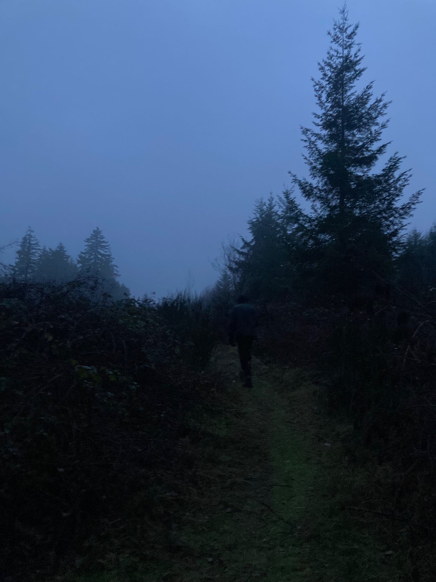 A trail in the forest at dusk