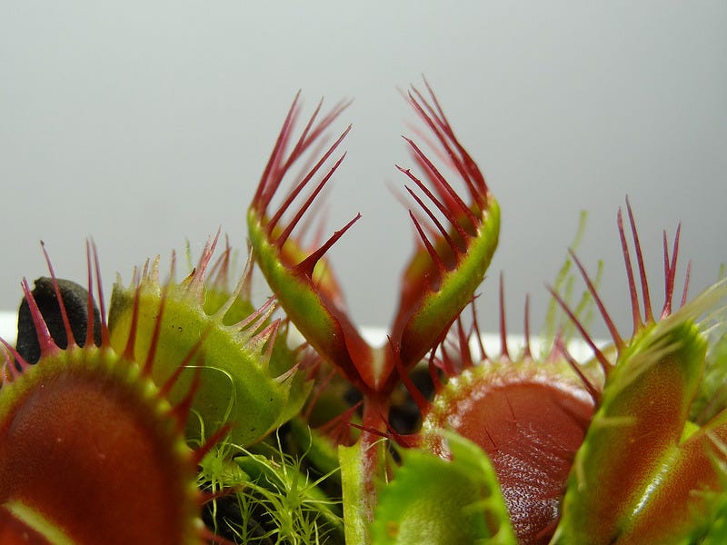 The Hungry Bog — Dionaea muscipula 'Long Red Fingers' (by Kento...