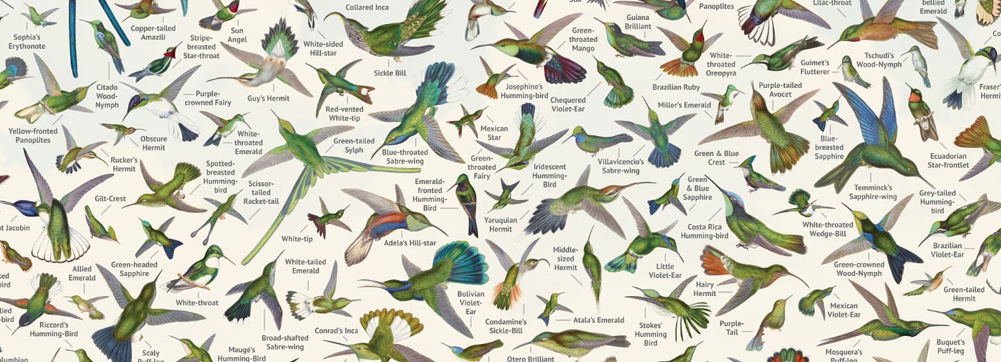 Collage of hummingbirds with labels