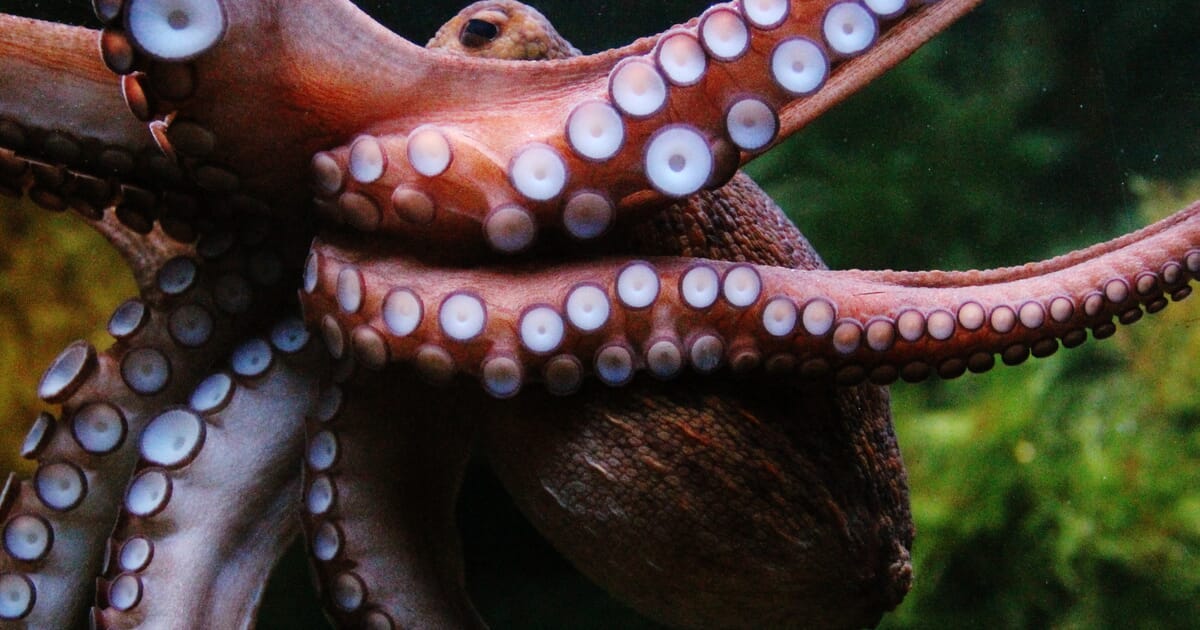 Bill to ban octopus farming passes Washington senate