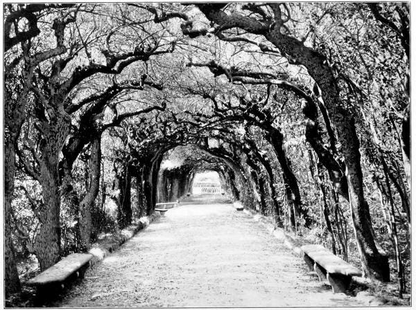 A path between arching trees in Italy