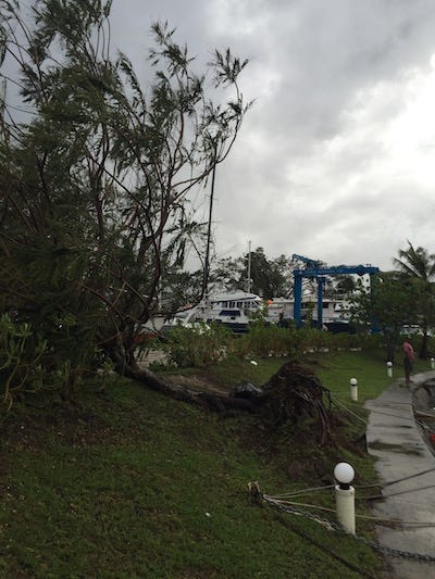 uprooted trees