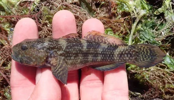 A frillfin goby, which is about the width of a human hand.