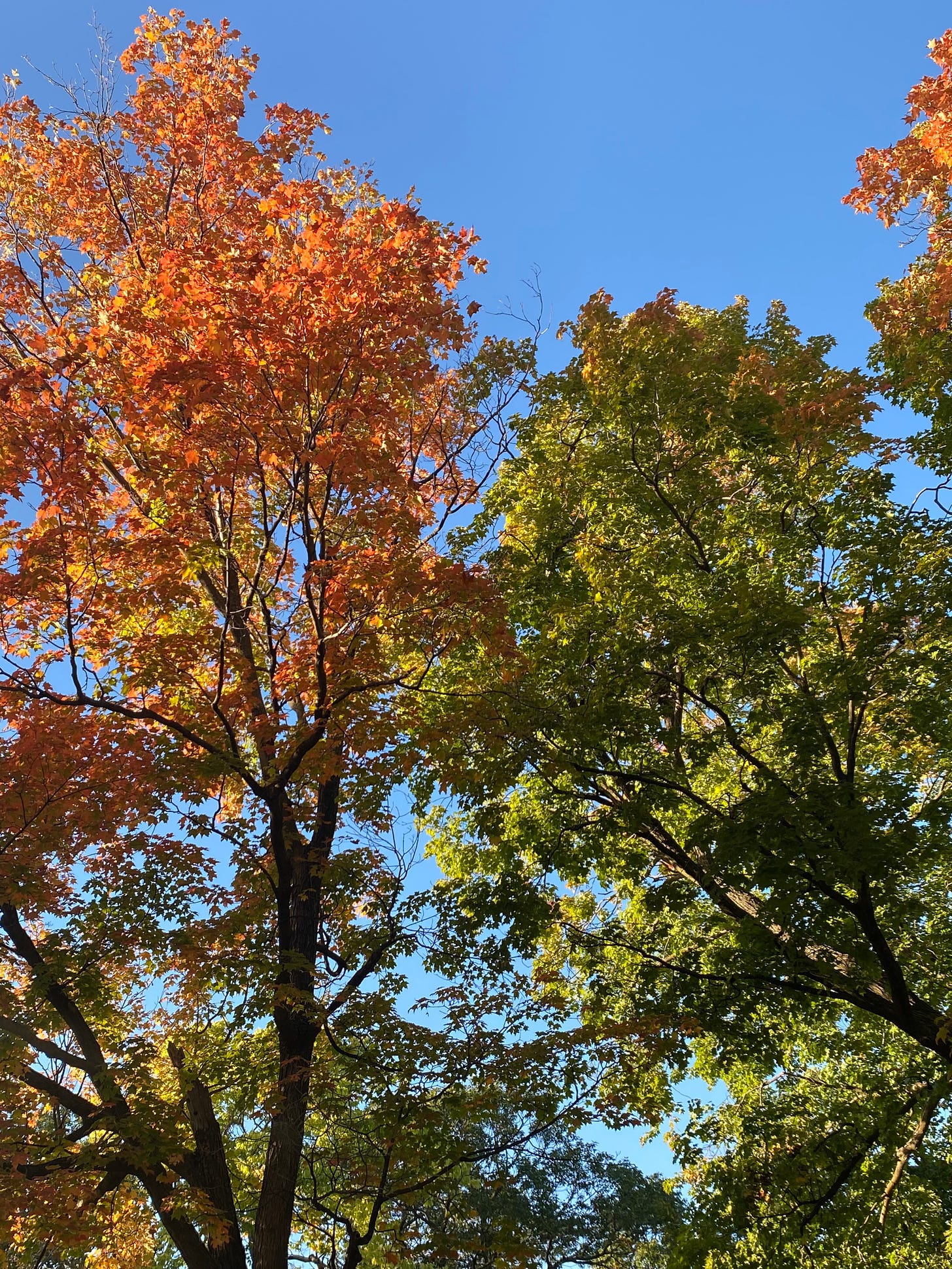 An image of a tree with orange leaves next to a tree with green leaves under a blue sky.