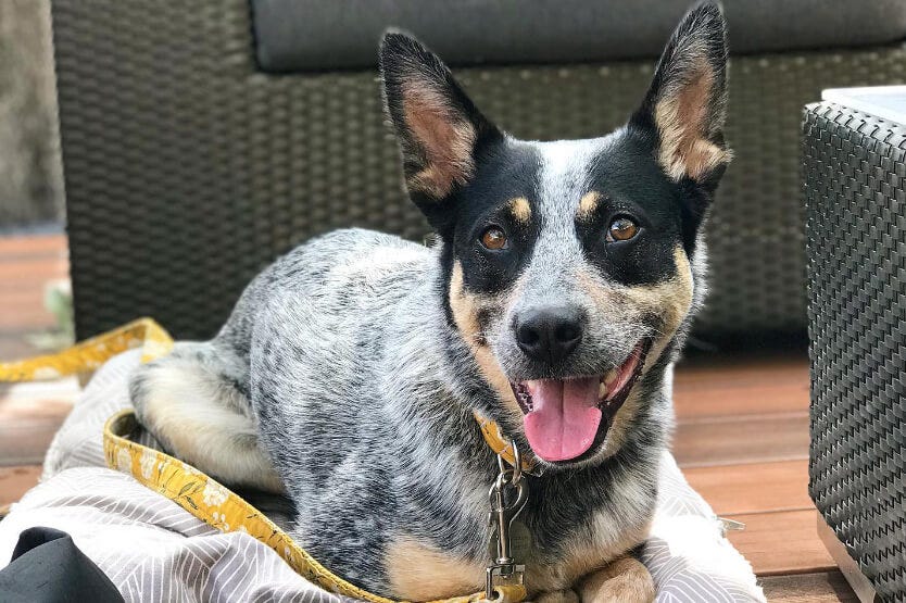 Scout the Australian cattle dog calmly relaxing on her mat in public