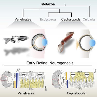 Cephalopod retinal development shows vertebrate-like mechanisms of  neurogenesis - ScienceDirect