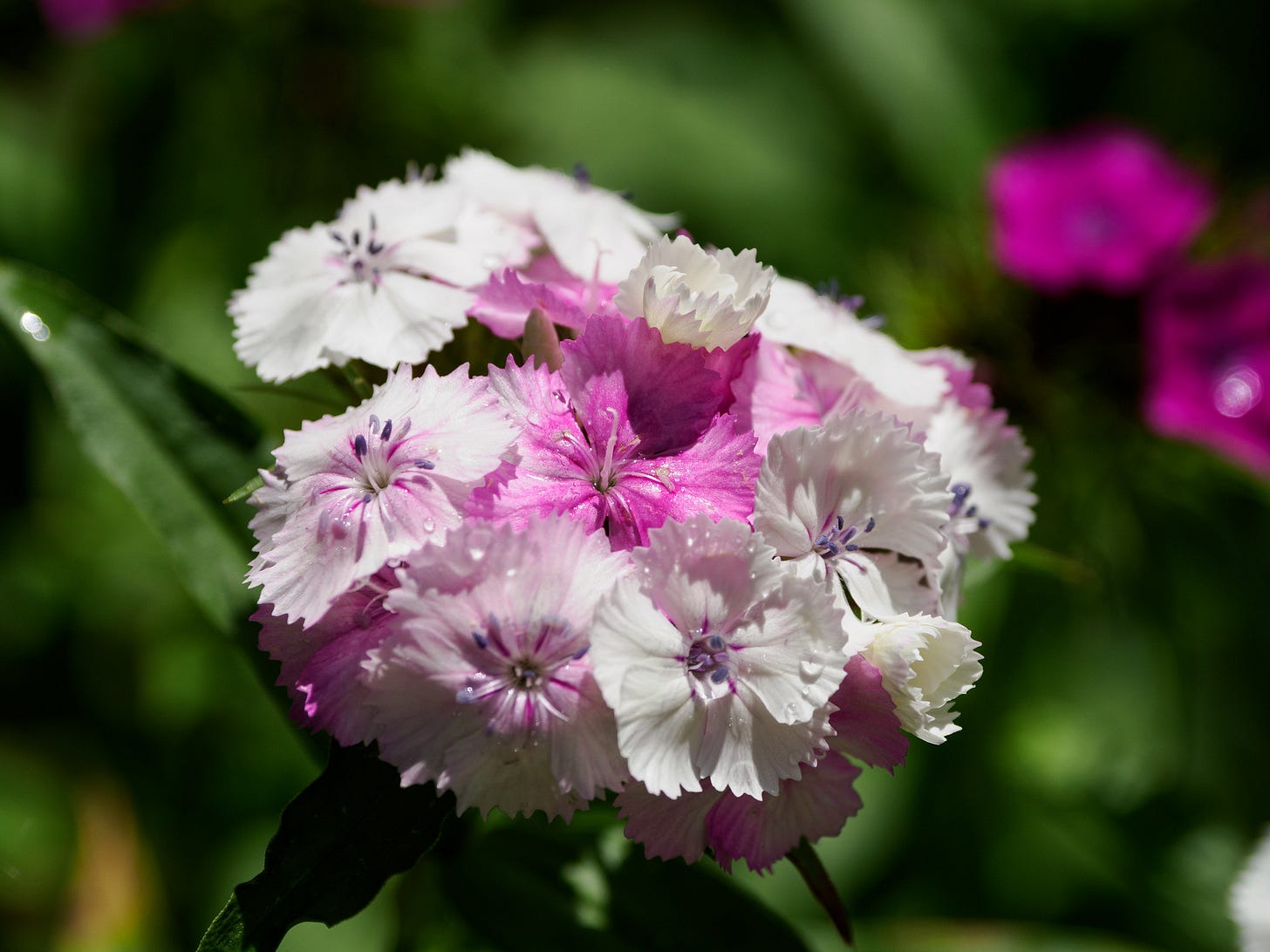 Sweet William blossom