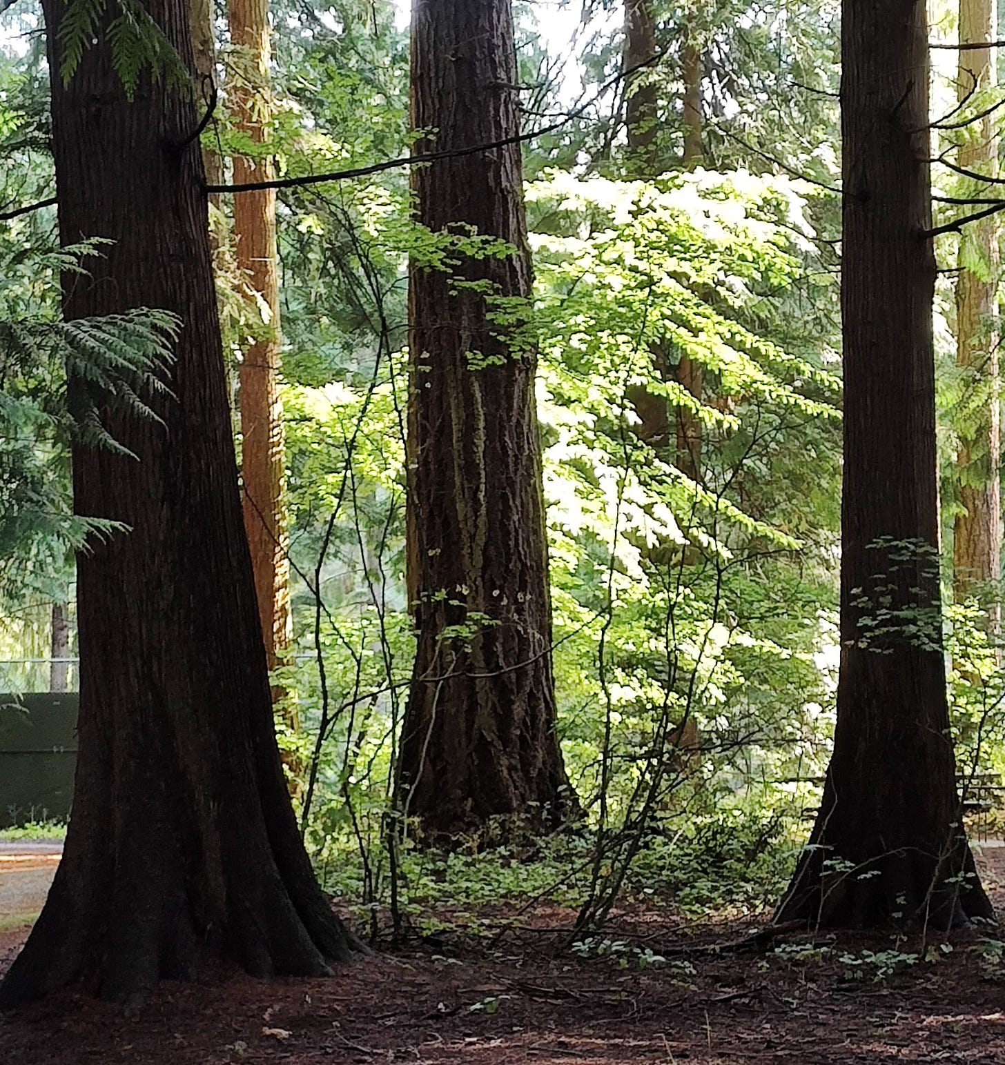 Three younger cedar trees in the shadow of the grove with a sunny dell just beyond them.