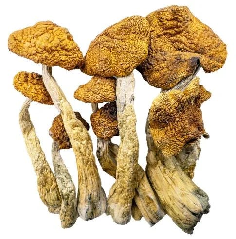 buy psilocybin mushrooms