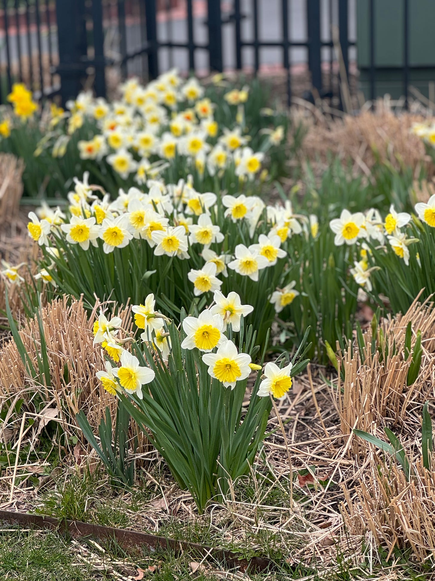Daffodils with white and yellow petal growing from the ground.