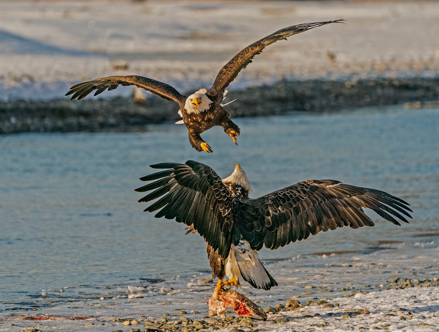 Two eagles face off one in flight swooping downward.