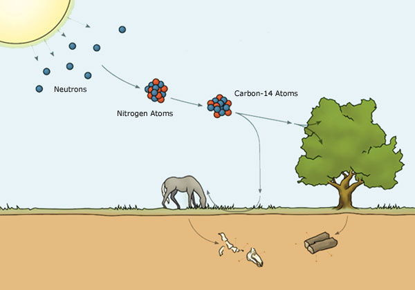 Carbon-14 Dating—Understanding the Basics | Answers in Genesis