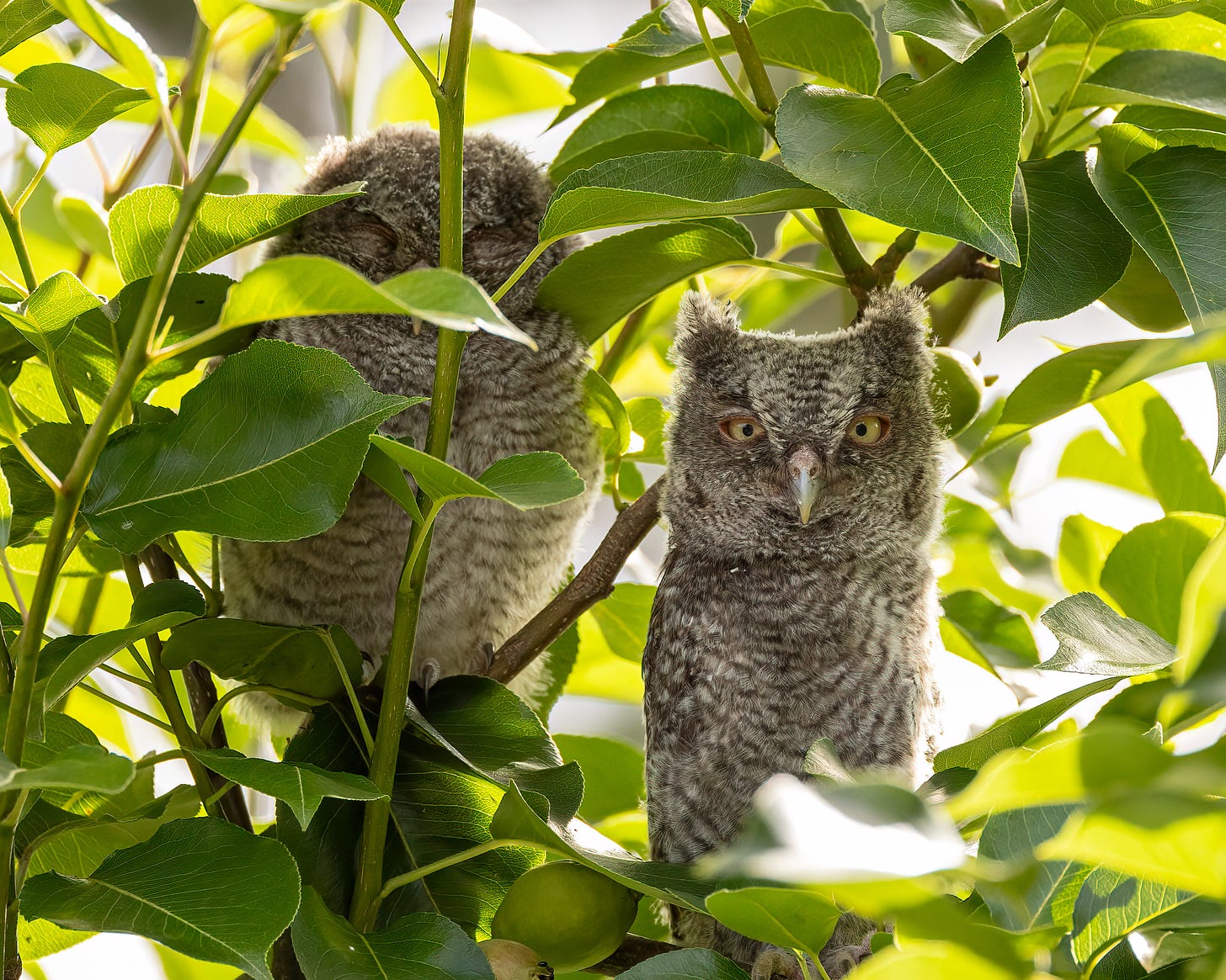 Two fledgling owls sit on a branch in the pear tree. One is alert and has adopted a defensive posture, sitting erect in a manner that makes its body very skinny. His ears are upright. Perhaps he's trying to blend in with the tree branches. His sibling is sleeping on a branch six inches away. Eyes are close, and his body is a soft, relaxed, round shape.