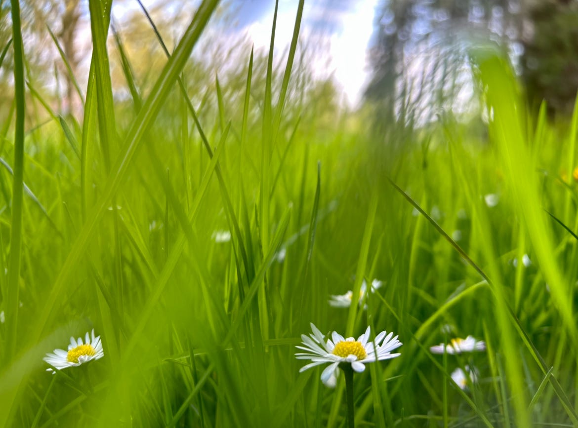 A close-up a tiny white lawn daisy amid long blades of green grass, a touch of blue sky in the background (and a link to a deep discount of $28/year for the Rolling Desk for a lifetime) A close-up a tiny white lawn daisy amid long blades of green grass, a touch of blue sky in the background (and a link to a deep discount of $28/year for the Rolling Desk for a lifetime)