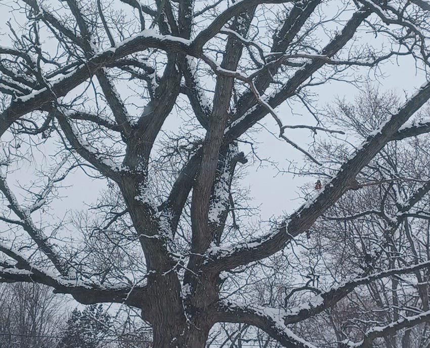 Bare oak tree with snow on limbs with gray sky