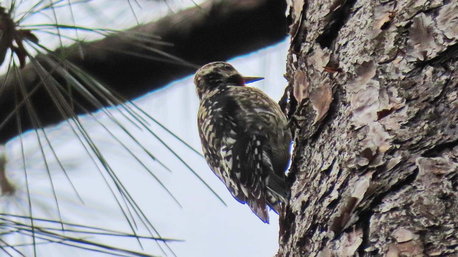 Woodpecker like bird on the side of a tree