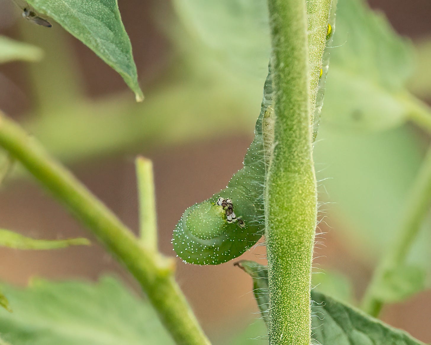 A tomato hornworm is climbing head-down on a tomato plant stalk. The hornworm is a bright green with silvery specks all over it. It's head is raised and its first set of arms are folded together as if in prayer.