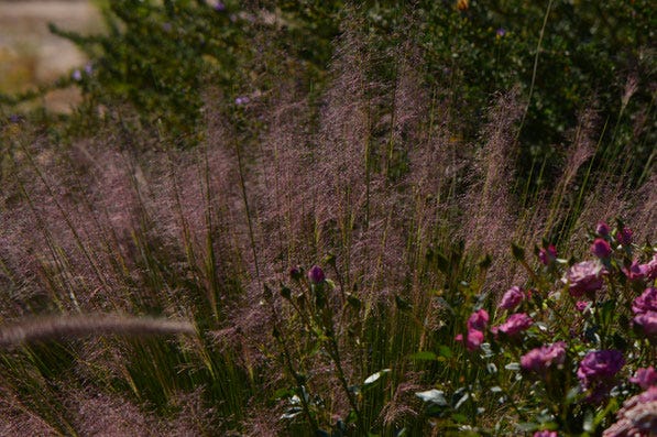 a froth of Muhlenbergia capillaris Regal Mist with miniature roses