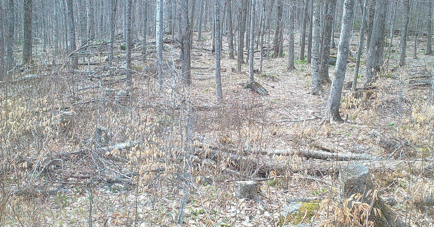 Day 18 and the snow is melted, but no vegetation.