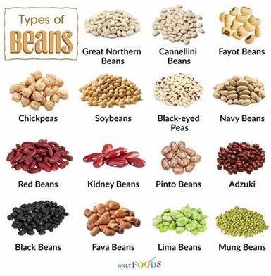 types of beans 