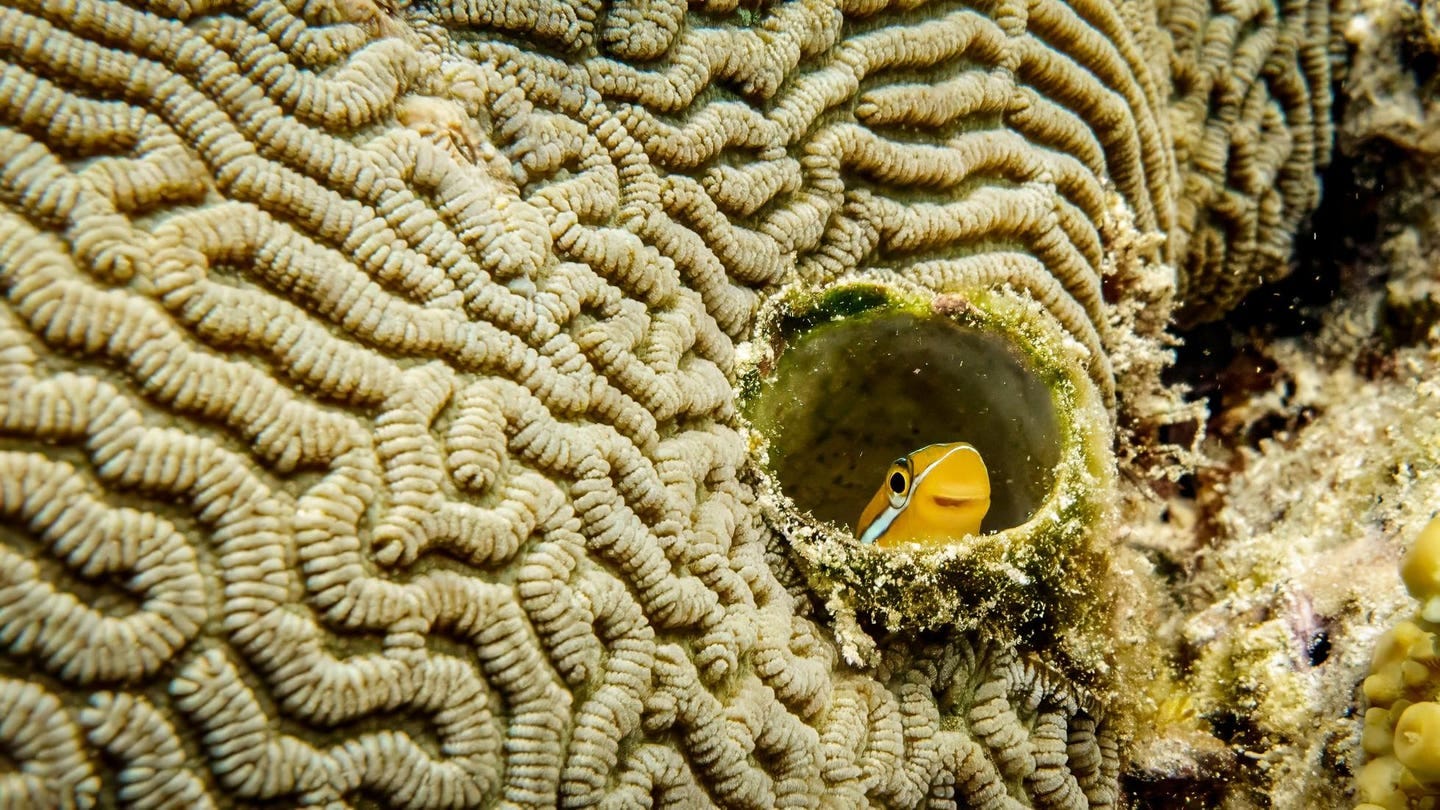 A Blenni fish peaking out from a hole in the coral.