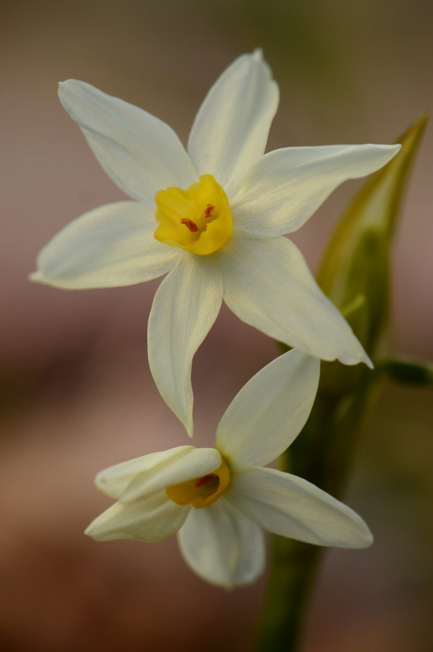 a close-up of two narcissus flowers blooming from one stalk. They have slender white petals and small yellow cups. The lower bloom is just opening and still has a petal partially obscuring the cup.