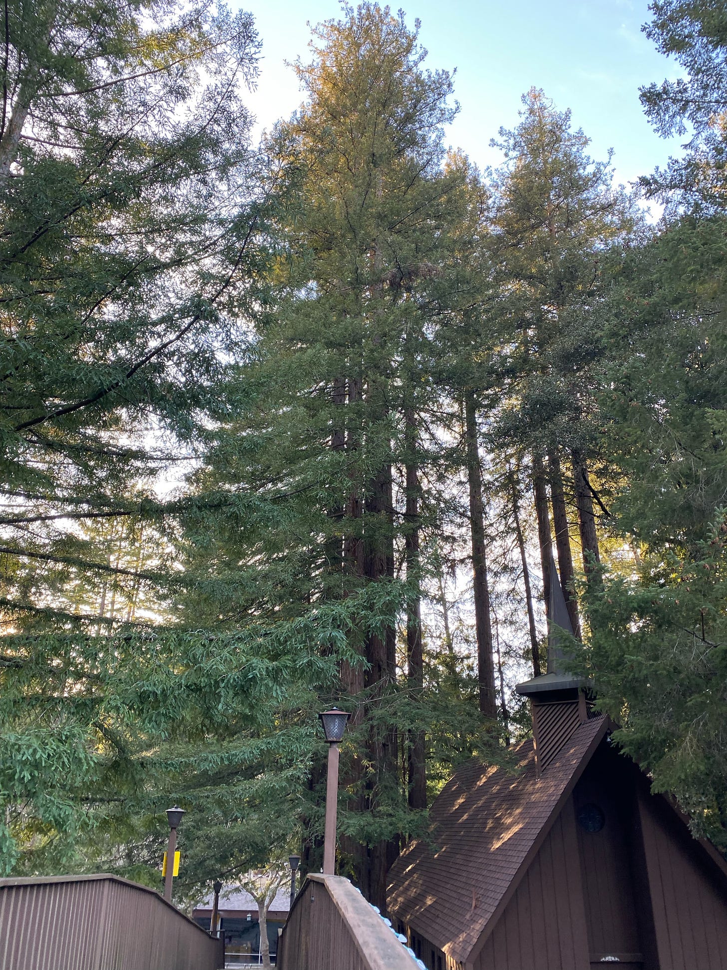 mt Herman camp. Redwoods. Sequoias. Northern California