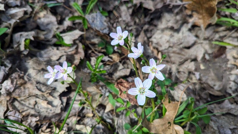 Small spring flowers with five white and pink striped petals