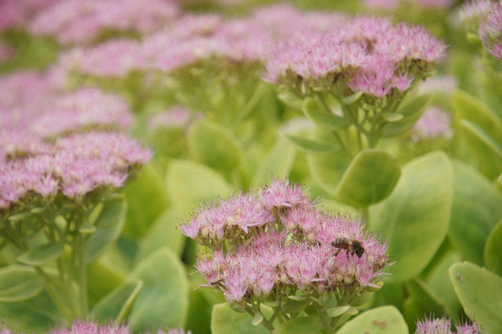 A bee nuzzles flowers in Niagara Falls.