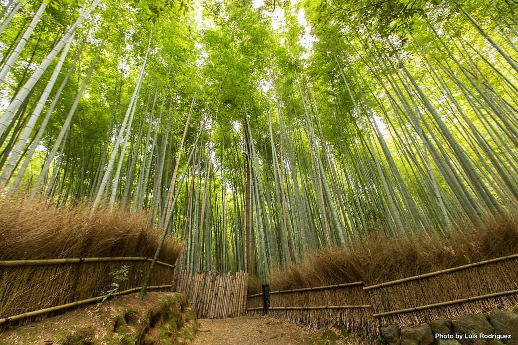 Bosque de bambú de Arashiyama, que lo puedes ver con guía privado
