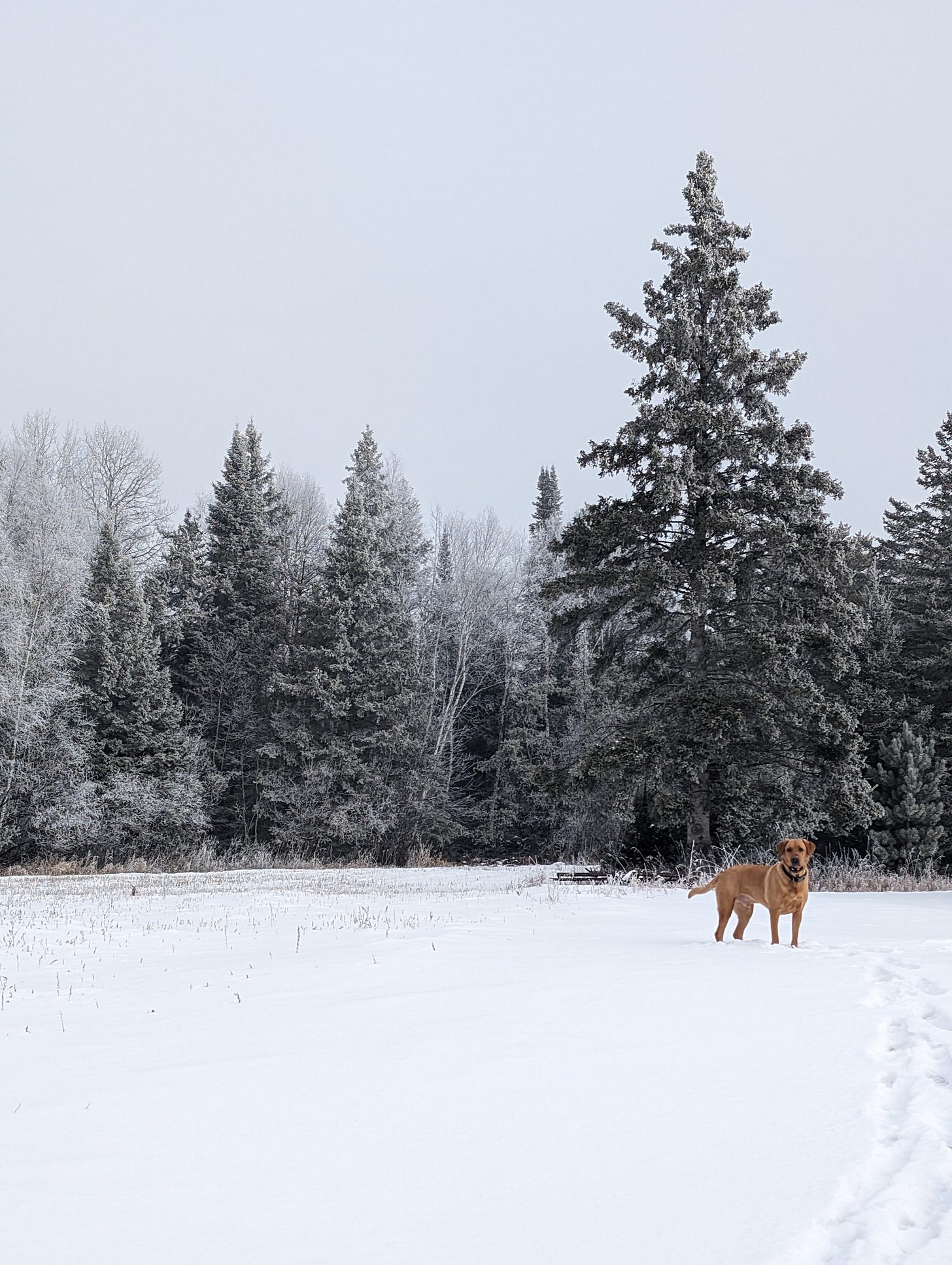 A winter treeline showing hoarfrost on the trees with a red lab in the snow before the trees.