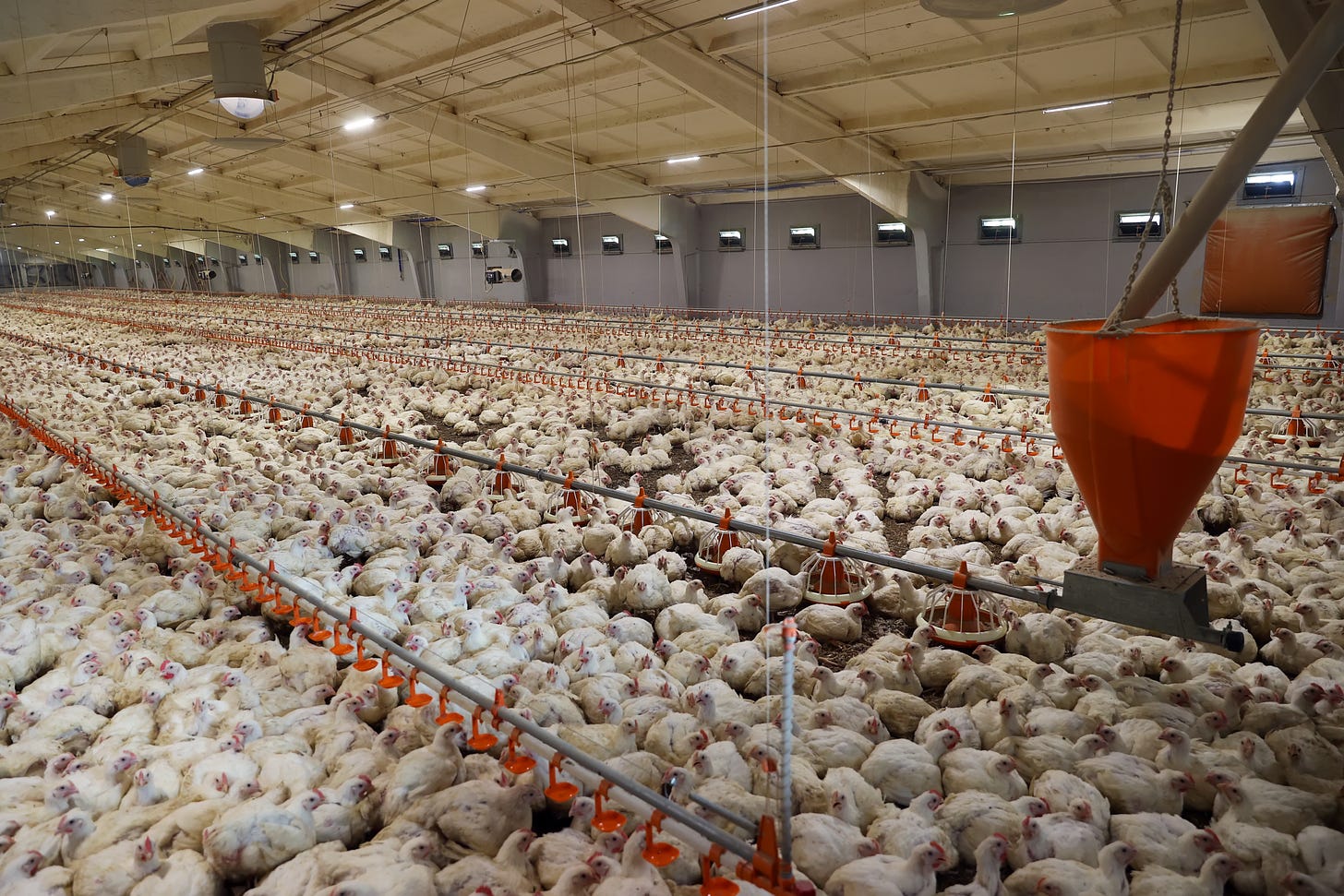 Confined in cramped cages or overcrowded barns, factory-farmed chickens endure stress, debeaking, and restricted movement. They face rapid growth, devoid of natural behaviors, often suffering from health issues, before slaughter for meat production.