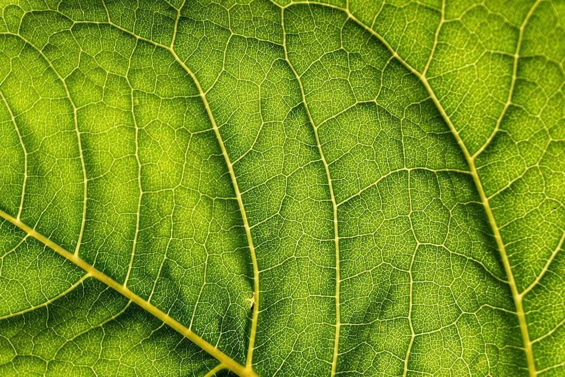 Free Green-leaf Close-up Photo Stock Photo