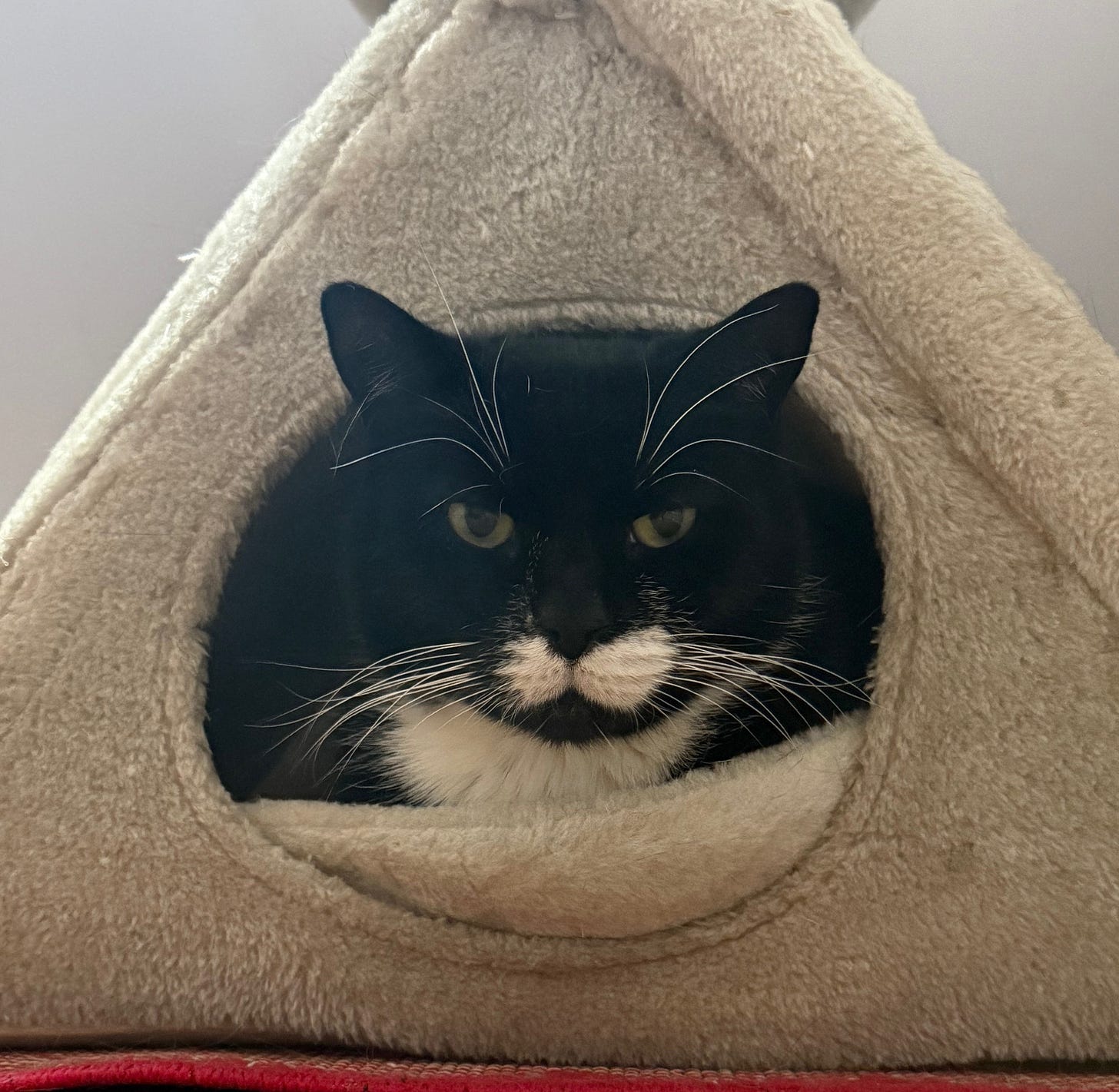 cat in a plush cave, staring at you. you feel fear, yet cannot look away. The cat's eyes penetrate to your very soul. Does he like what he sees there?