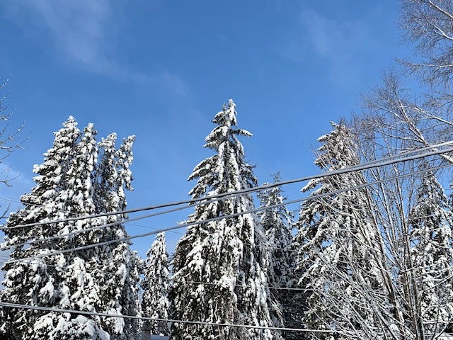 image of several snow covered evergreen trees