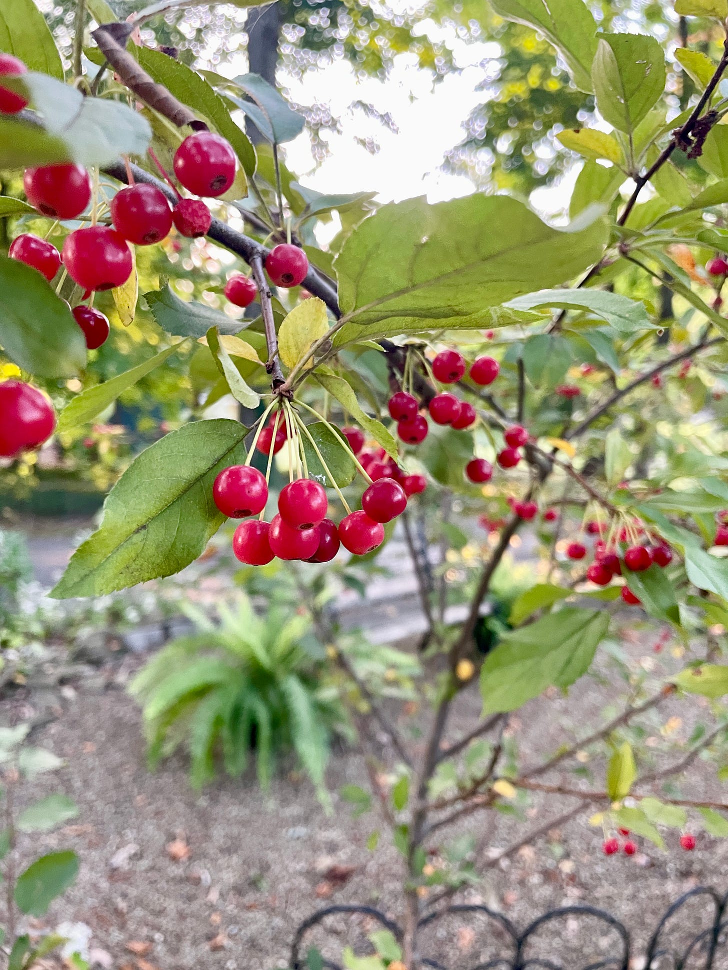 Sargent crabapple trees.