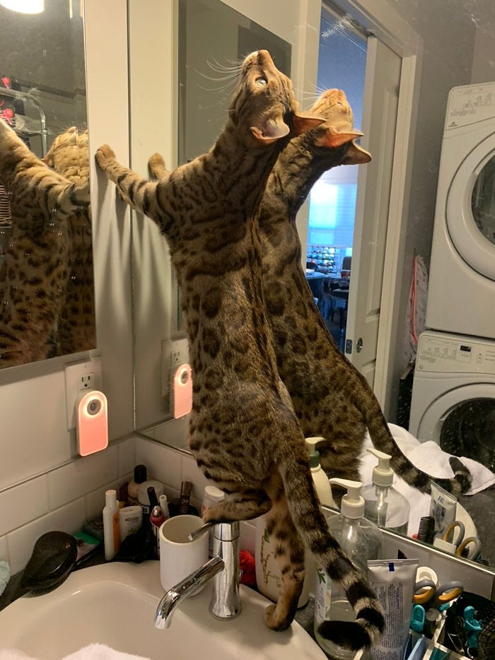 A cat starring at the lights while in the bathroom