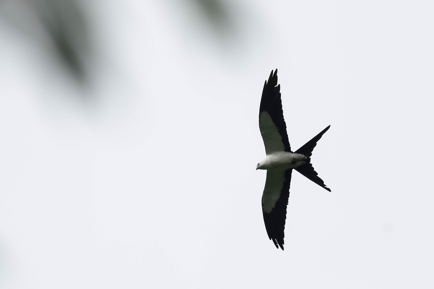 a white raptor with thin, long, pointy wings, the tips and trailing edge black, with a black tail deeply forked like a swallow's, flying left against a white sky