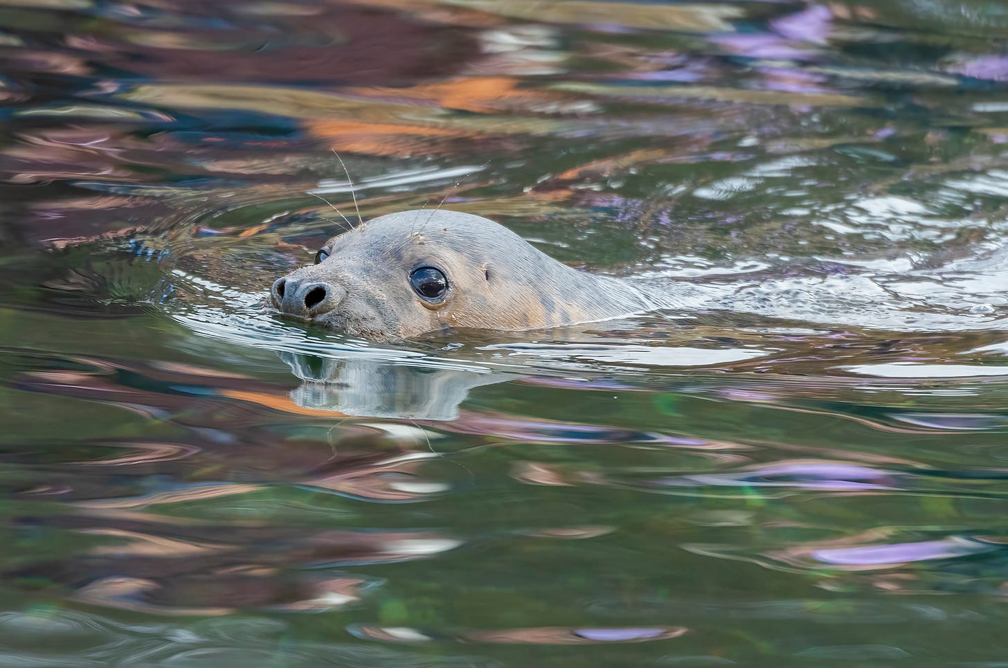 Photo of a grey seal with its head above the surface of the water