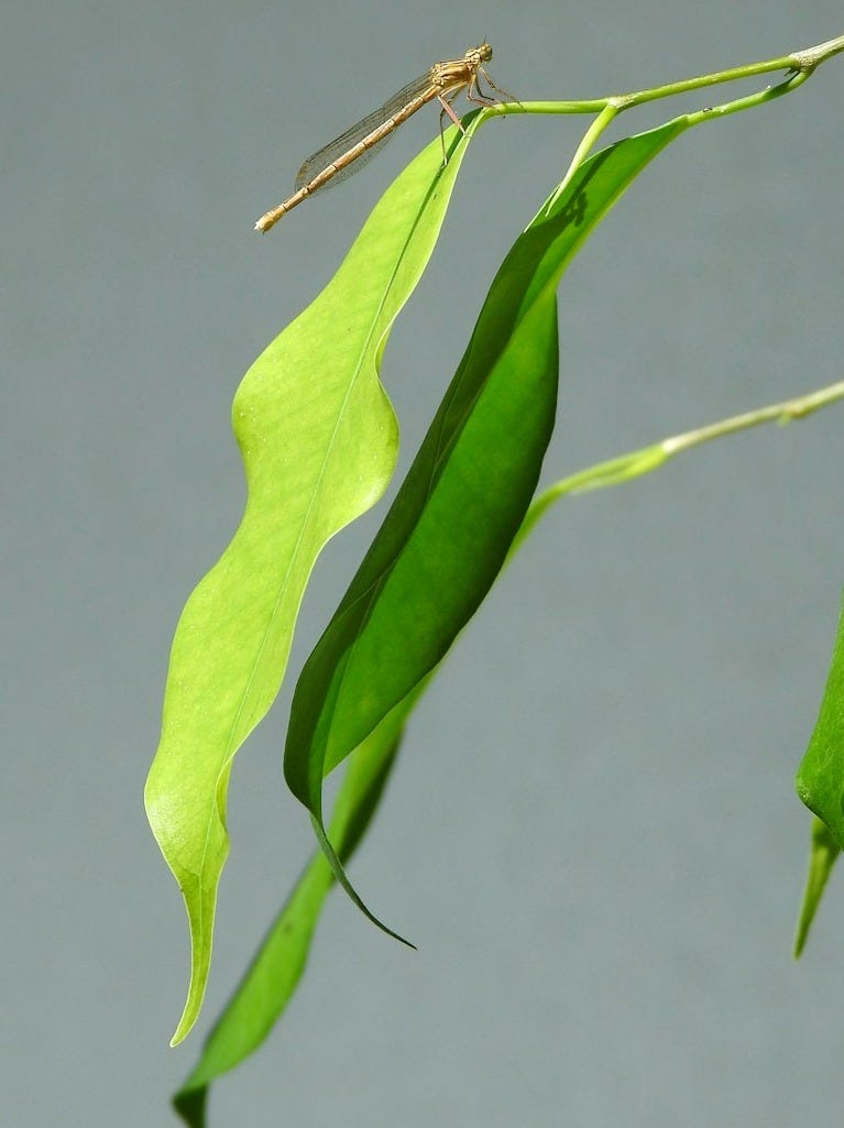 a green plant with leaves and a bug on it